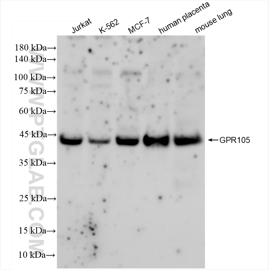 Western Blot (WB) analysis of various lysates using GPR105 Recombinant antibody (83511-1-RR)