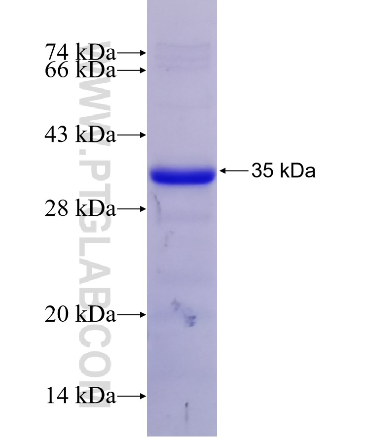 GPR161 fusion protein Ag27121 SDS-PAGE