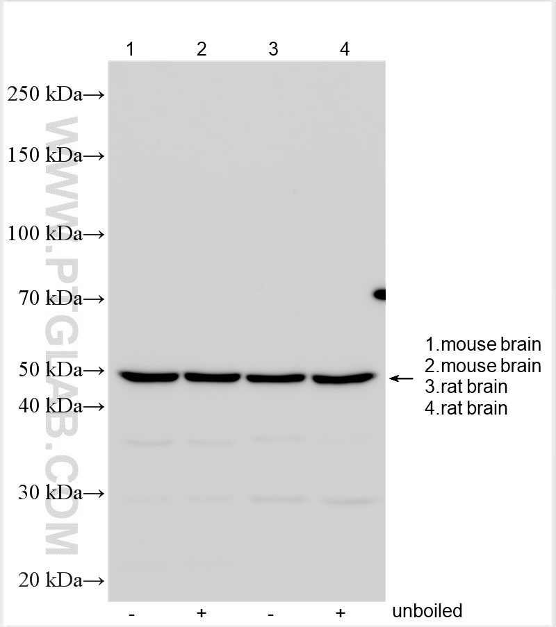 Western Blot (WB) analysis of various lysates using GPR183 Polyclonal antibody (32243-1-AP)