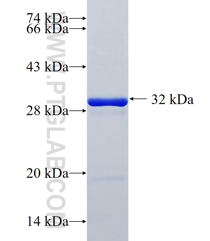 GPR183 fusion protein Ag36765 SDS-PAGE