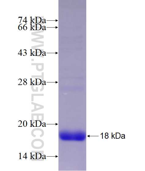 GPR61 fusion protein Ag12051 SDS-PAGE