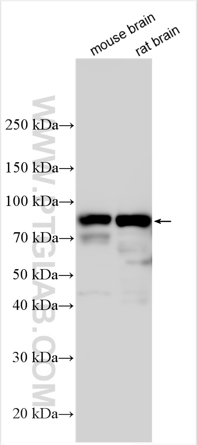 Western Blot (WB) analysis of various lysates using GPSM1 Polyclonal antibody (11483-1-AP)