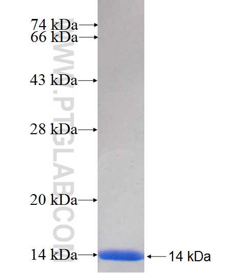 GPSM2 fusion protein Ag26863 SDS-PAGE