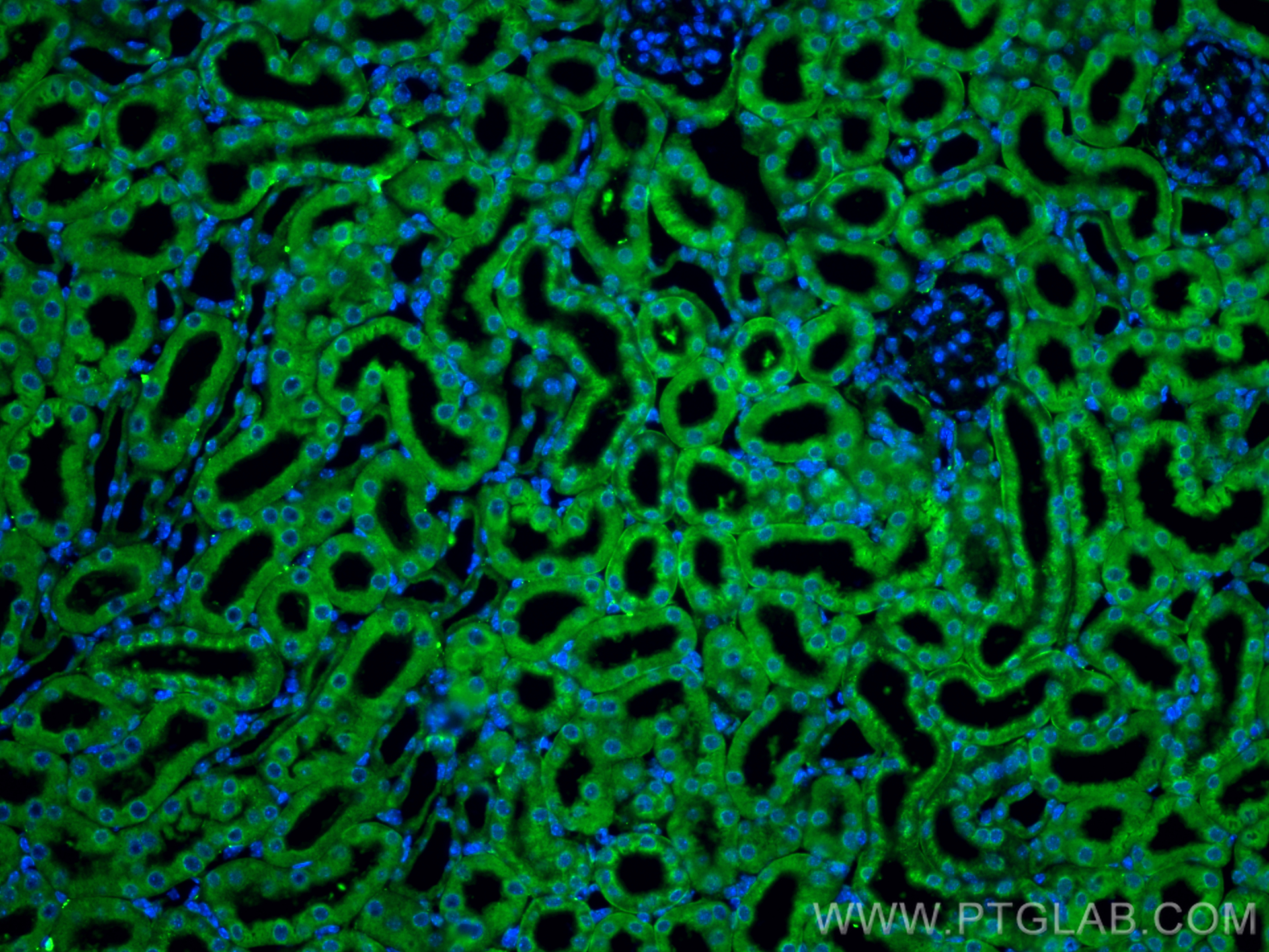 Immunofluorescence (IF) / fluorescent staining of mouse kidney tissue using GPX3 Polyclonal antibody (13947-1-AP)