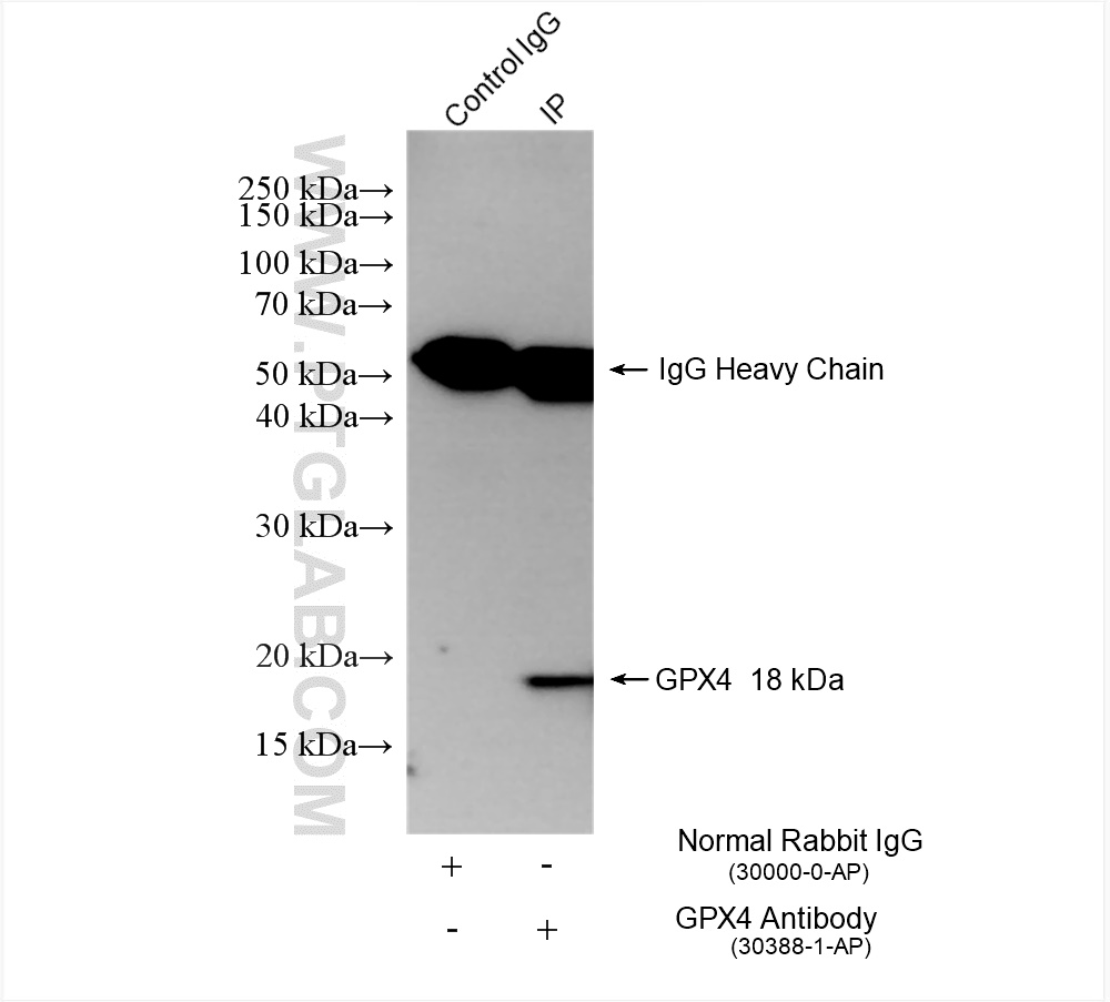 Immunoprecipitation (IP) experiment of rat testis tissue using GPX4 Polyclonal antibody (30388-1-AP)