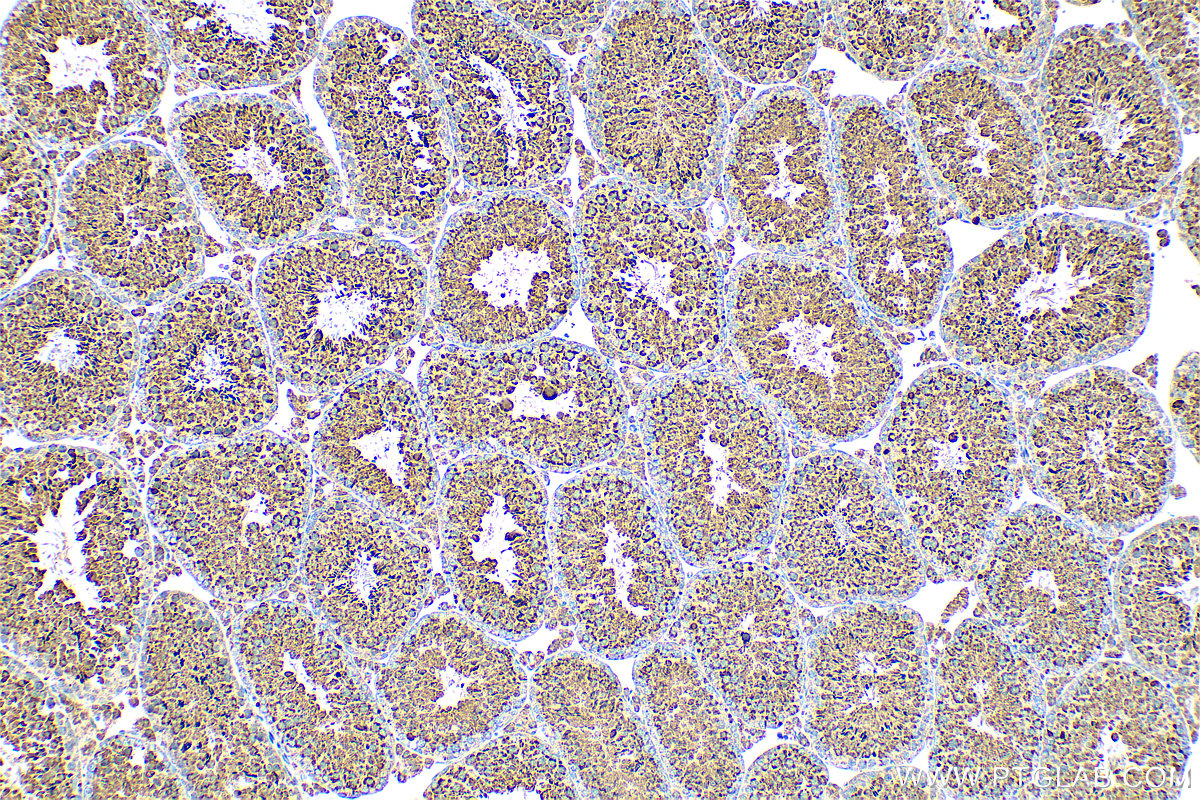 Immunohistochemistry (IHC) staining of mouse testis tissue using GPX4 Recombinant antibody (82949-1-RR)