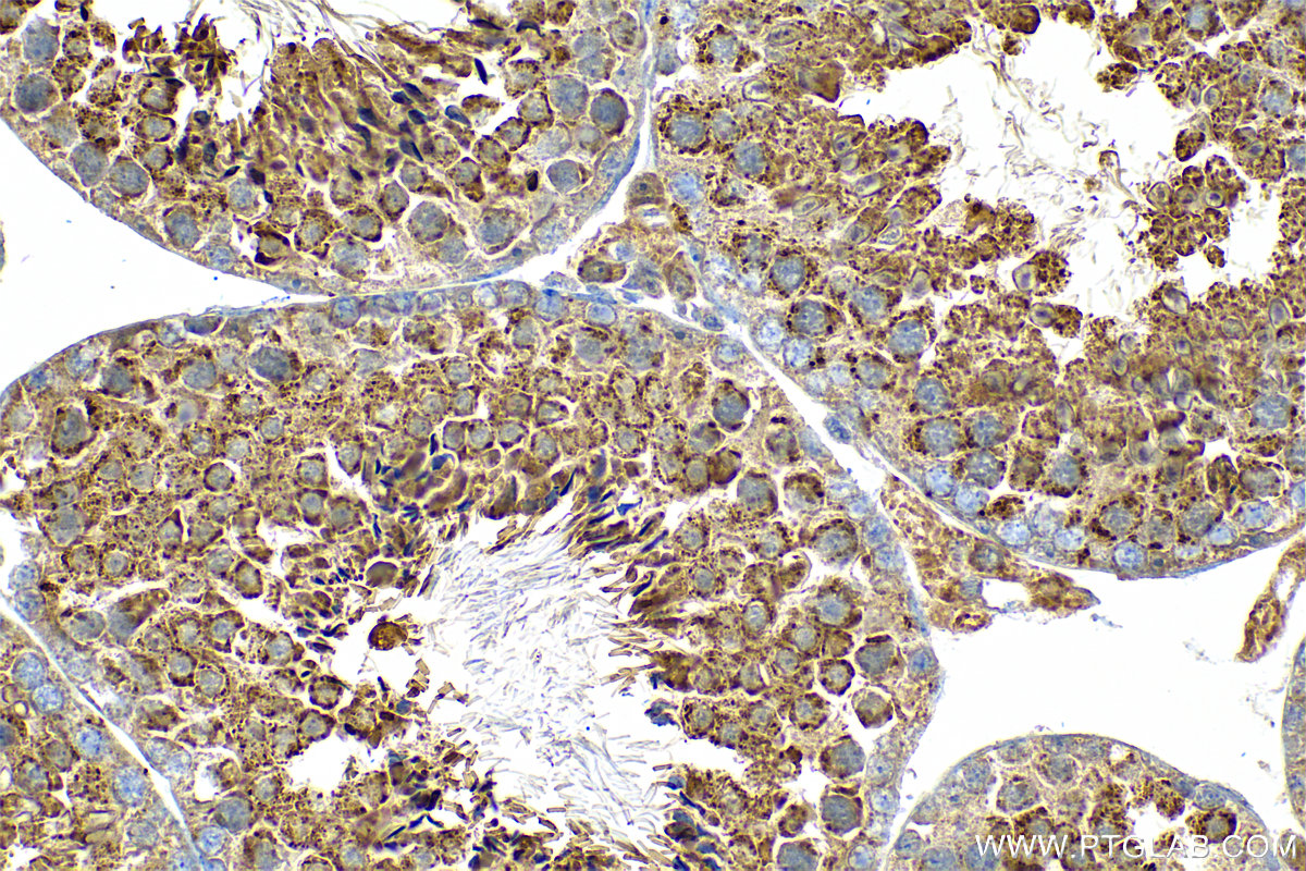 Immunohistochemistry (IHC) staining of mouse testis tissue using GPX4 Recombinant antibody (82949-1-RR)