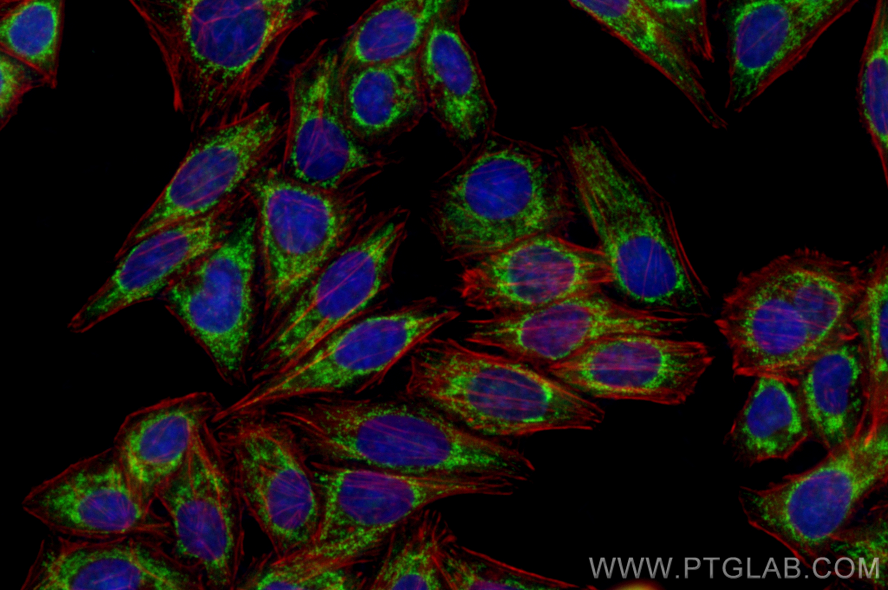 Immunofluorescence (IF) / fluorescent staining of HepG2 cells using CoraLite® Plus 488-conjugated GPX4 Recombinant ant (CL488-82949)