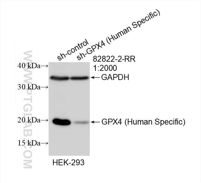 Western Blot (WB) analysis of HEK-293 cells using GPX4 (Human Specific) Recombinant antibody (82822-2-RR)