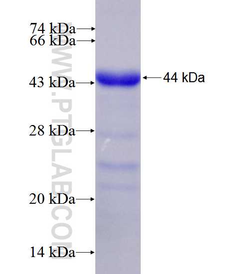 GRAP2 fusion protein Ag27797 SDS-PAGE