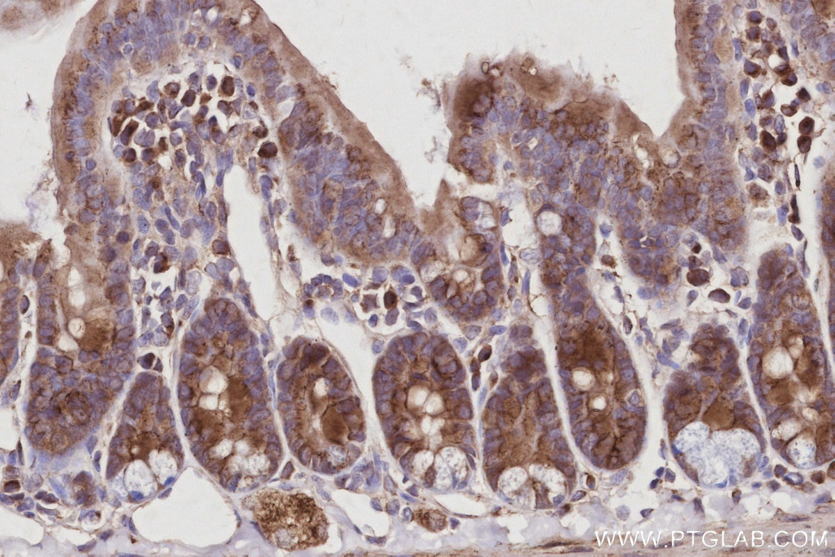 Immunohistochemistry (IHC) staining of mouse small intestine tissue using GRASP65,GORASP1 Polyclonal antibody (10747-2-AP)