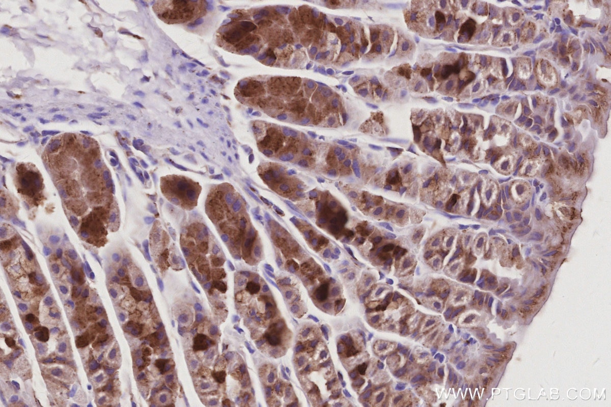 Immunohistochemistry (IHC) staining of mouse stomach tissue using GRASP65,GORASP1 Polyclonal antibody (10747-2-AP)