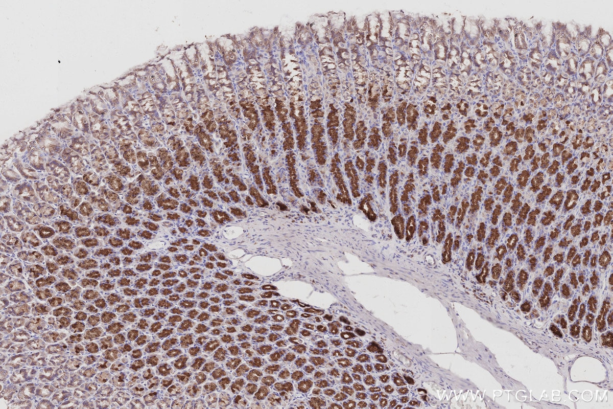 Immunohistochemistry (IHC) staining of rat stomach tissue using GRASP65,GORASP1 Polyclonal antibody (10747-2-AP)