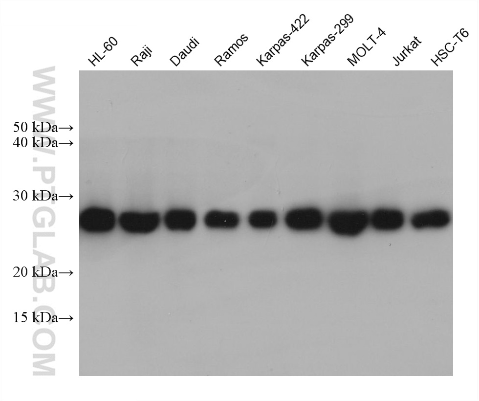 Western Blot (WB) analysis of various lysates using GRB2 Monoclonal antibody (66880-1-Ig)