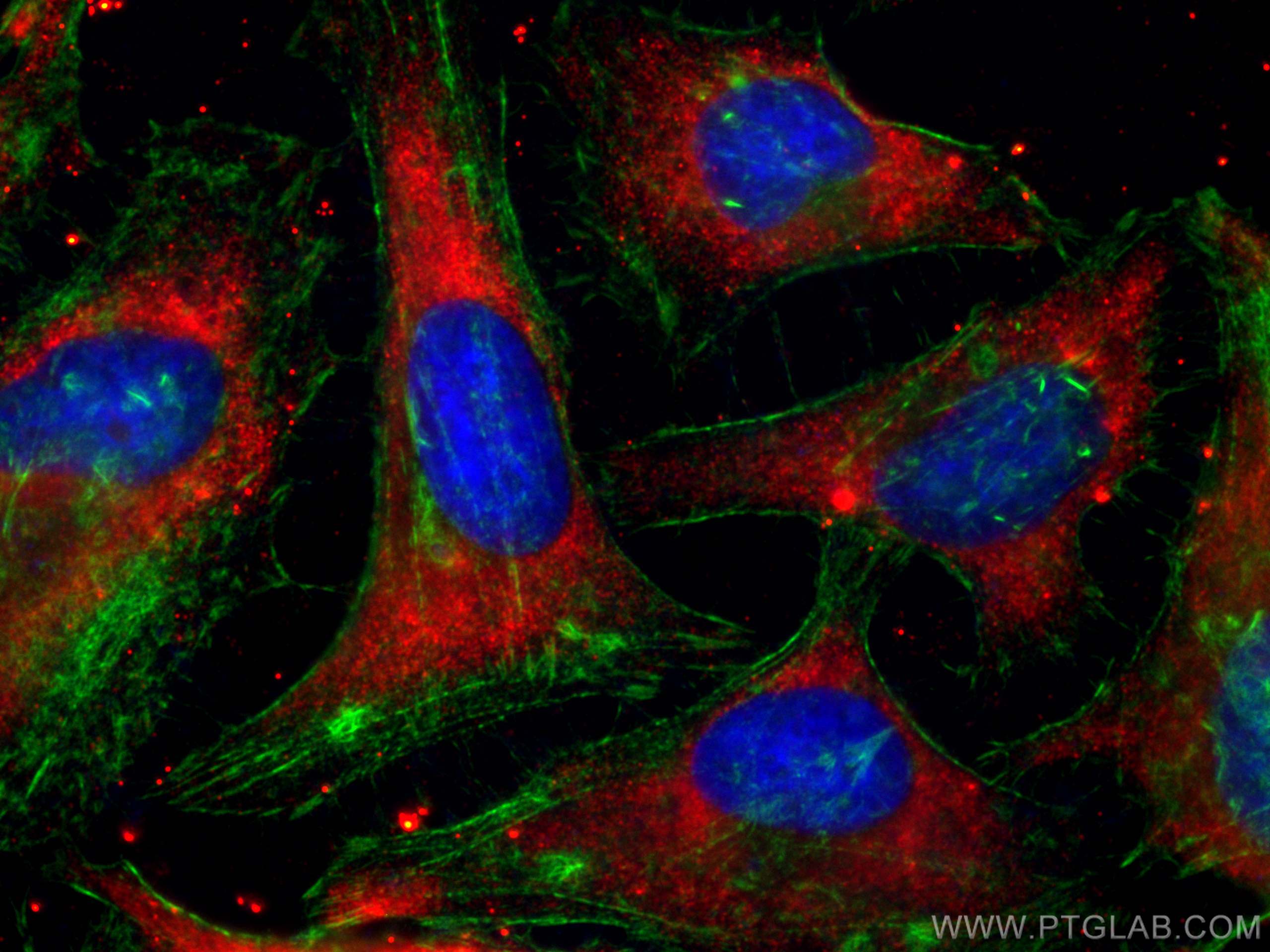 Immunofluorescence (IF) / fluorescent staining of HeLa cells using CoraLite®594-conjugated GRB2 Monoclonal antibody (CL594-66880)