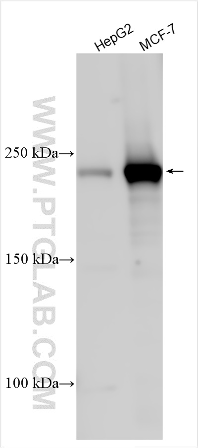 Western Blot (WB) analysis of various lysates using GREB1 Polyclonal antibody (28699-1-AP)