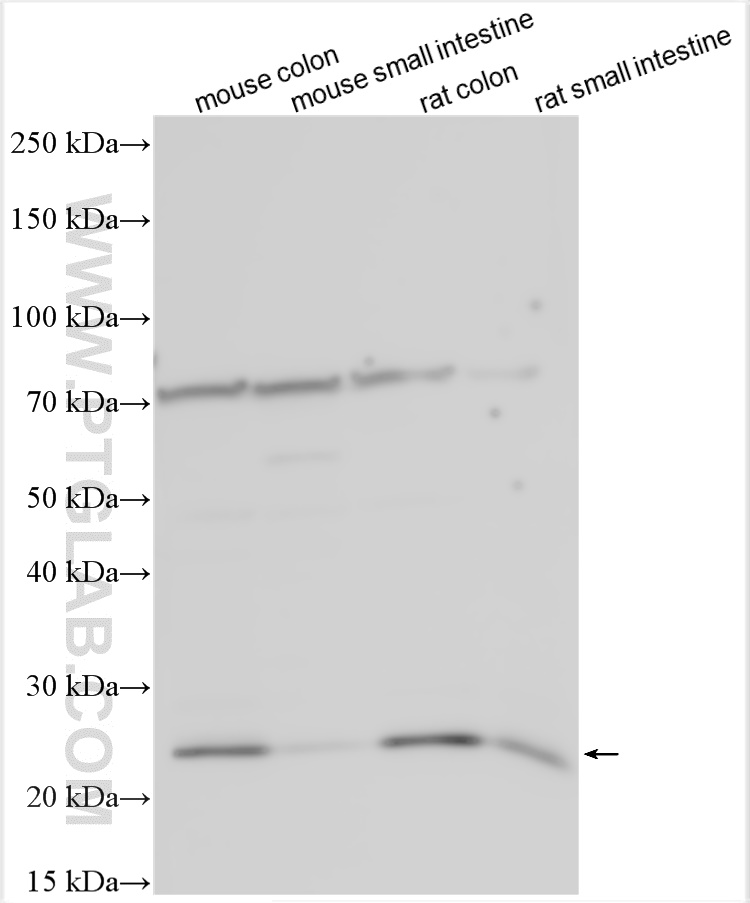 Western Blot (WB) analysis of various lysates using GREM1 Polyclonal antibody (18024-1-AP)