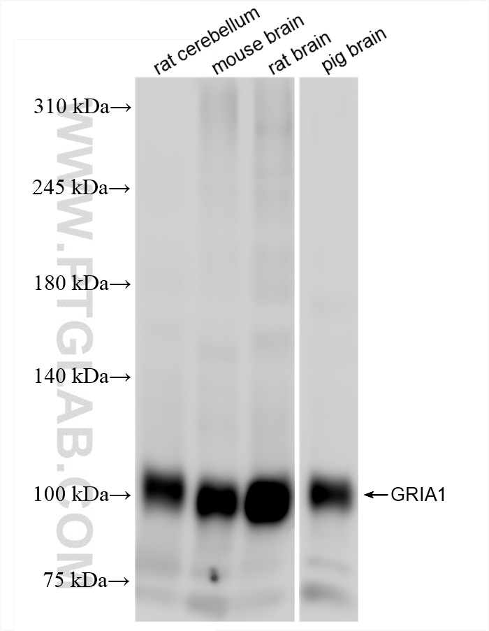 Western Blot (WB) analysis of various lysates using GRIA1 Recombinant antibody (85333-1-RR)
