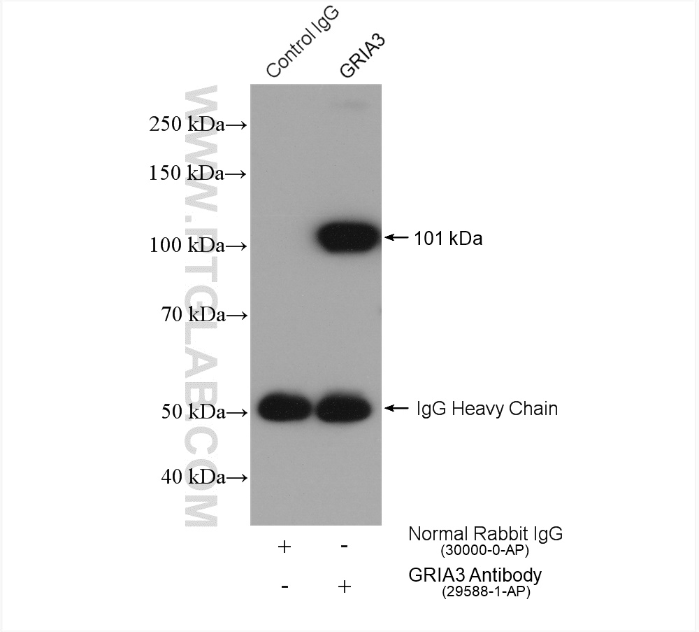 Immunoprecipitation (IP) experiment of mouse brain tissue using GRIA3 Polyclonal antibody (29588-1-AP)