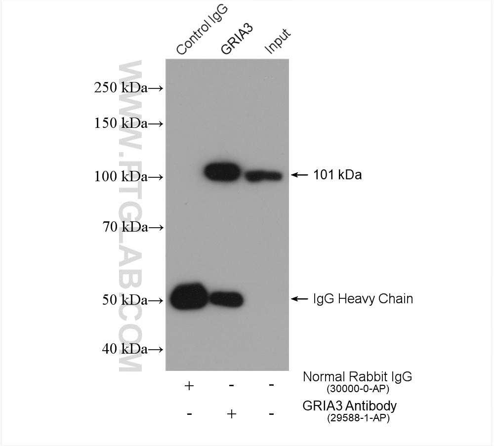 Immunoprecipitation (IP) experiment of mouse brain tissue using Glutamate receptor 3/GluA3 Polyclonal antibody (29588-1-AP)