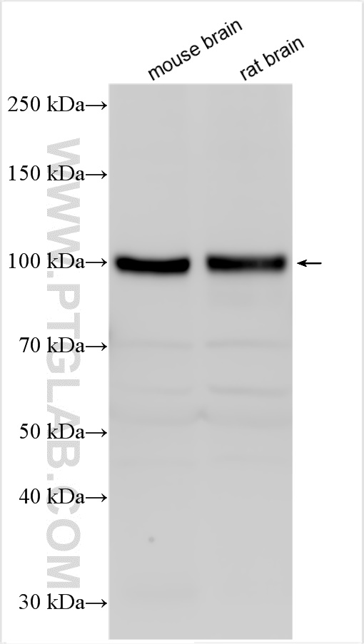 Western Blot (WB) analysis of various lysates using Glutamate receptor 3/GluA3 Polyclonal antibody (29588-1-AP)