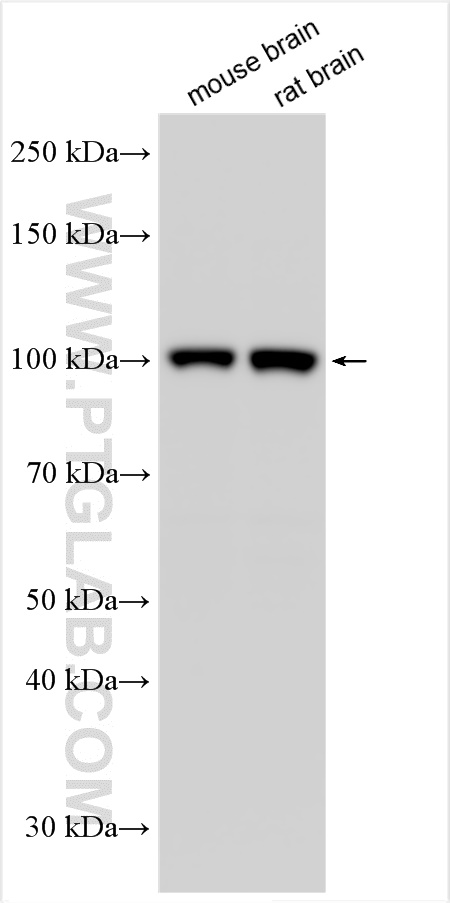 Western Blot (WB) analysis of various lysates using GRIA3 Polyclonal antibody (29588-1-AP)