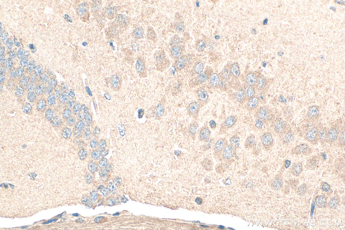 Immunohistochemistry (IHC) staining of mouse brain tissue using GRID1 Polyclonal antibody (13040-1-AP)