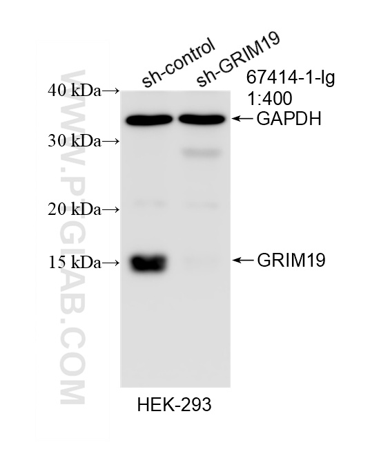 Western Blot (WB) analysis of HEK-293 cells using GRIM19 Monoclonal antibody (67414-1-Ig)