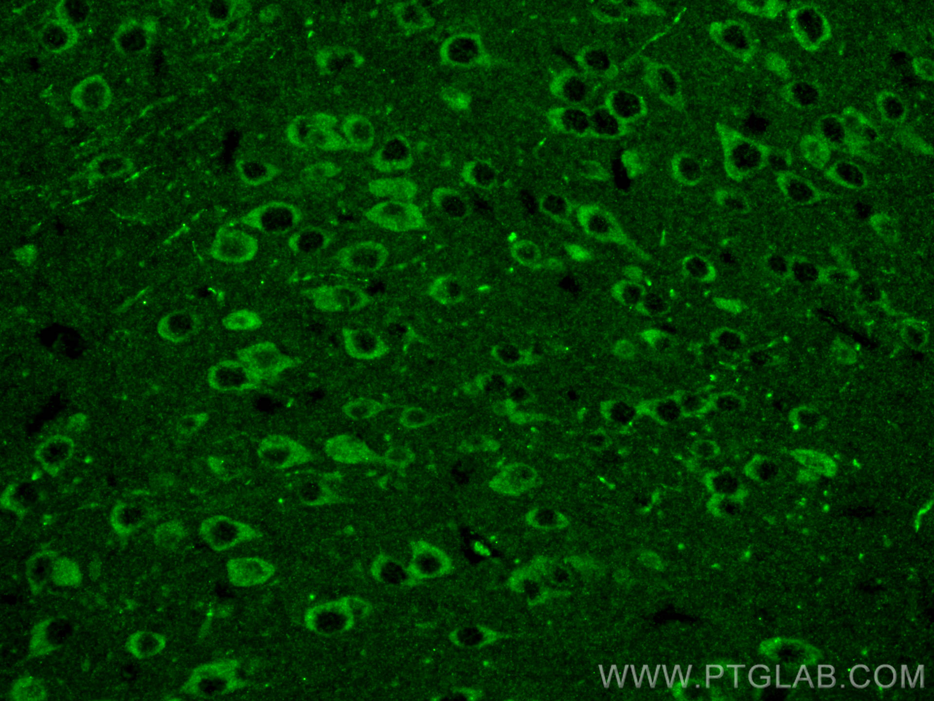 Immunofluorescence (IF) / fluorescent staining of mouse brain tissue using NMDAR1/GRIN1 Monoclonal antibody (67717-1-Ig)