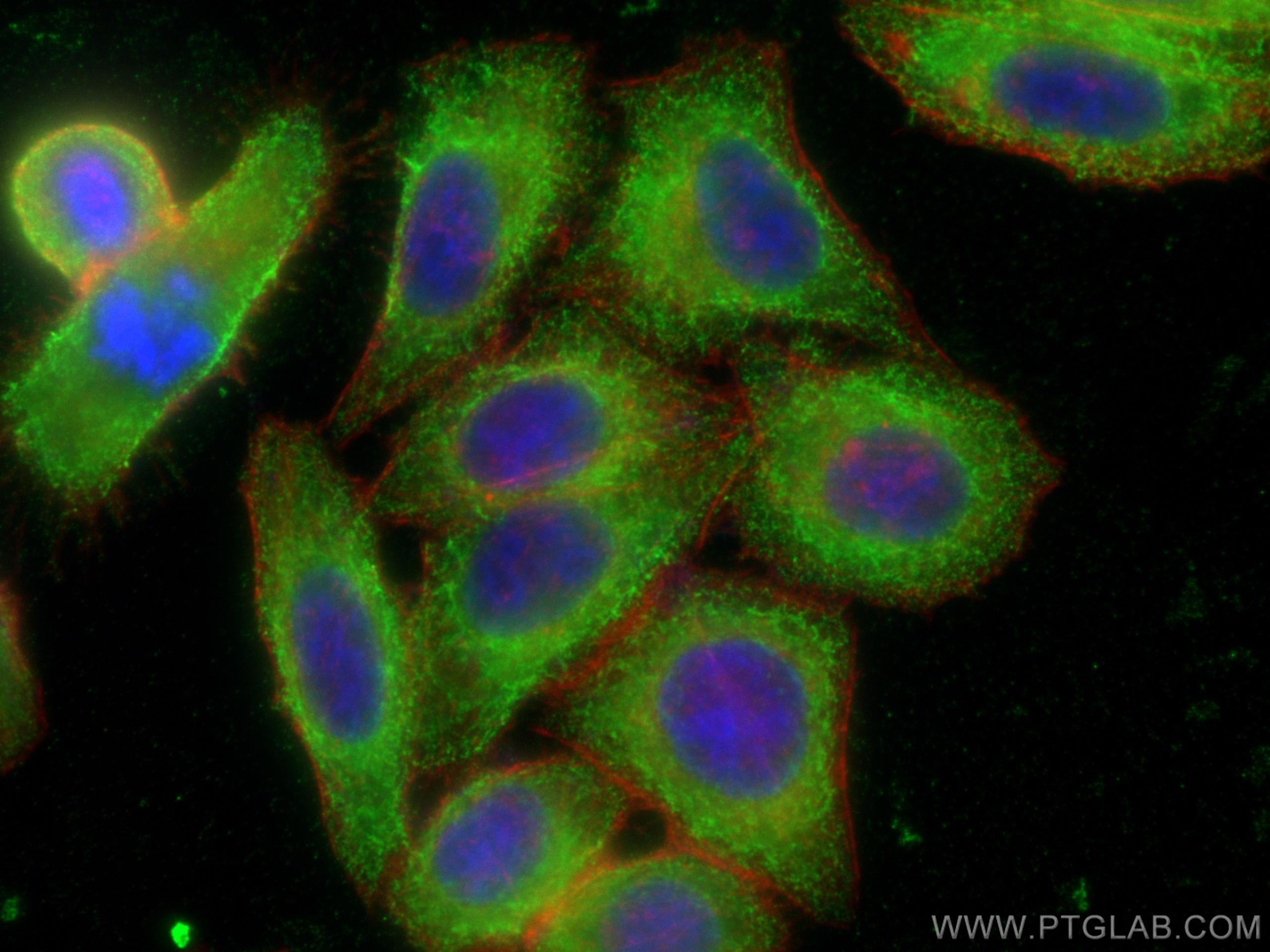 Immunofluorescence (IF) / fluorescent staining of HepG2 cells using GRP94 Monoclonal antibody (60012-2-Ig)