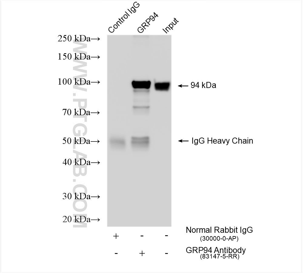 Immunoprecipitation (IP) experiment of HeLa cells using GRP94 Recombinant antibody (83147-5-RR)