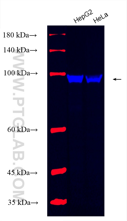 Western Blot (WB) analysis of various lysates using CoraLite® Plus 750-conjugated GRP94 Recombinant an (CL750-82805-2)