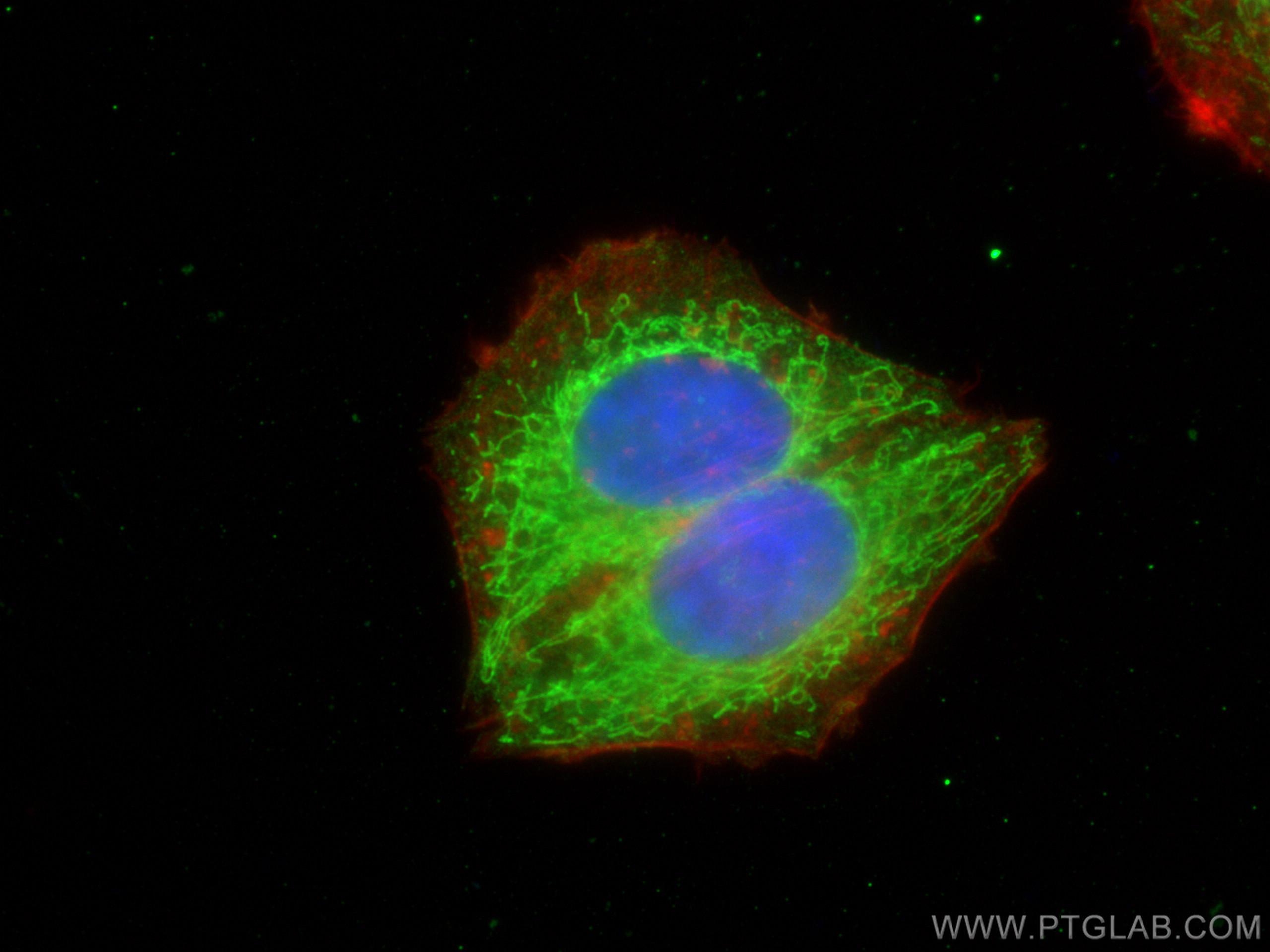 Immunofluorescence (IF) / fluorescent staining of HepG2 cells using GRPEL1 Polyclonal antibody (12720-1-AP)