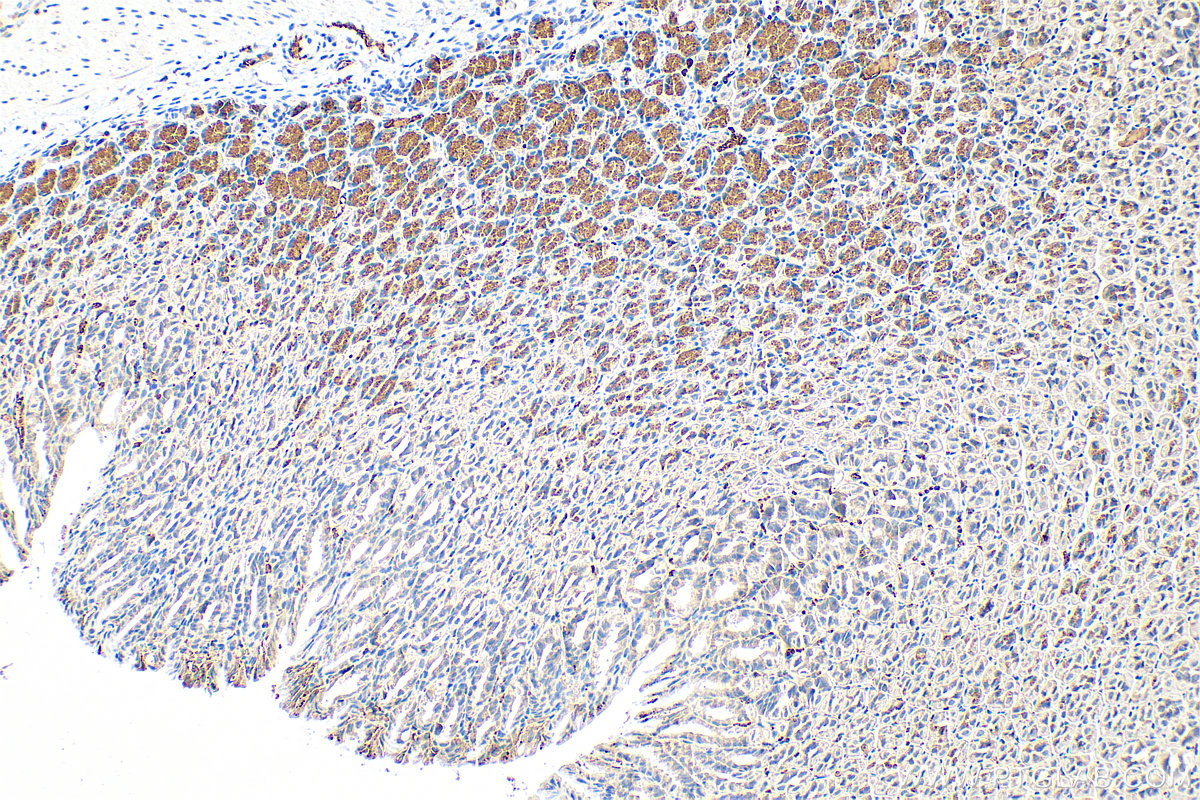 Immunohistochemistry (IHC) staining of mouse stomach tissue using BET1L Polyclonal antibody (14163-1-AP)