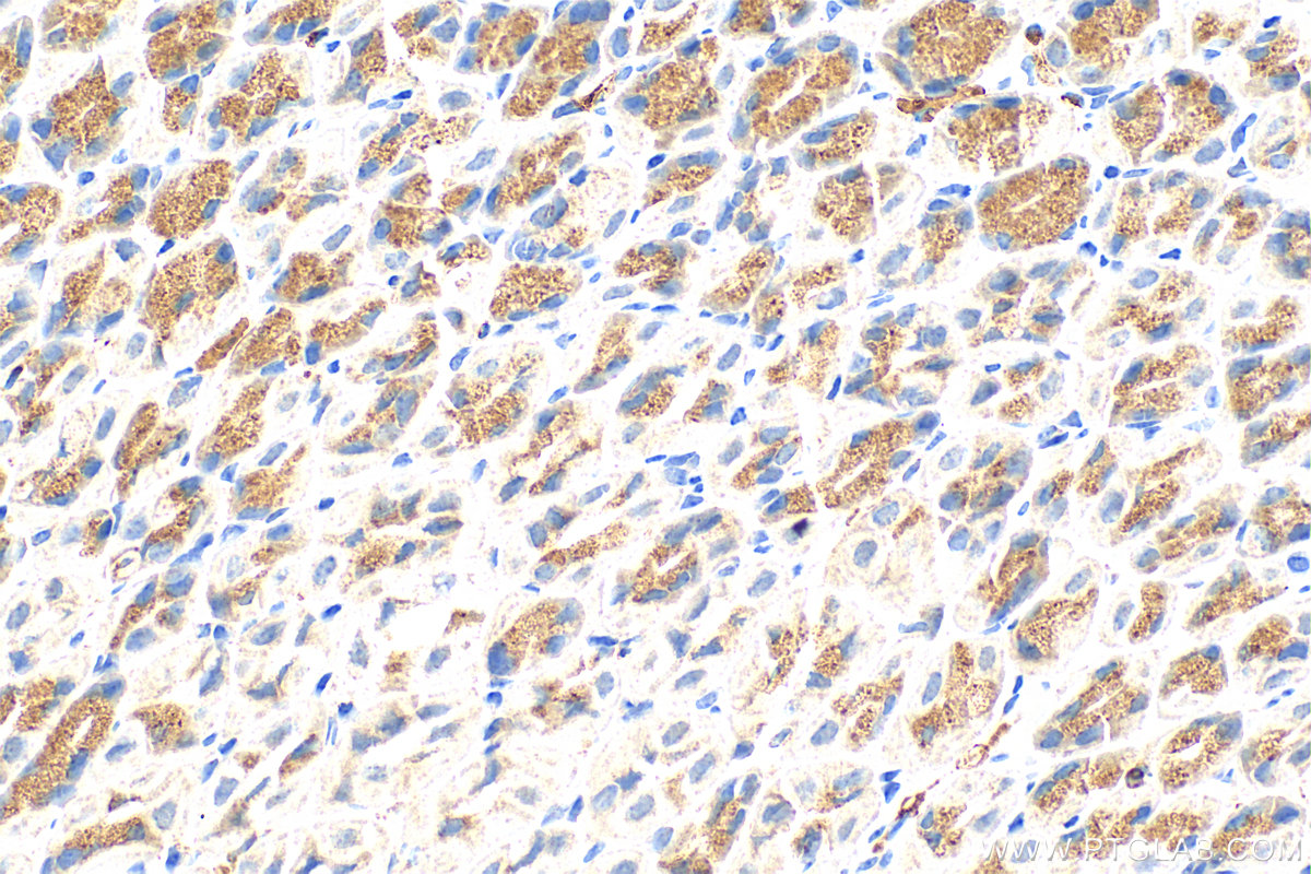 Immunohistochemistry (IHC) staining of mouse stomach tissue using BET1L Polyclonal antibody (14163-1-AP)