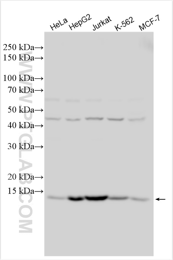 Western Blot (WB) analysis of various lysates using BET1L Polyclonal antibody (14163-1-AP)