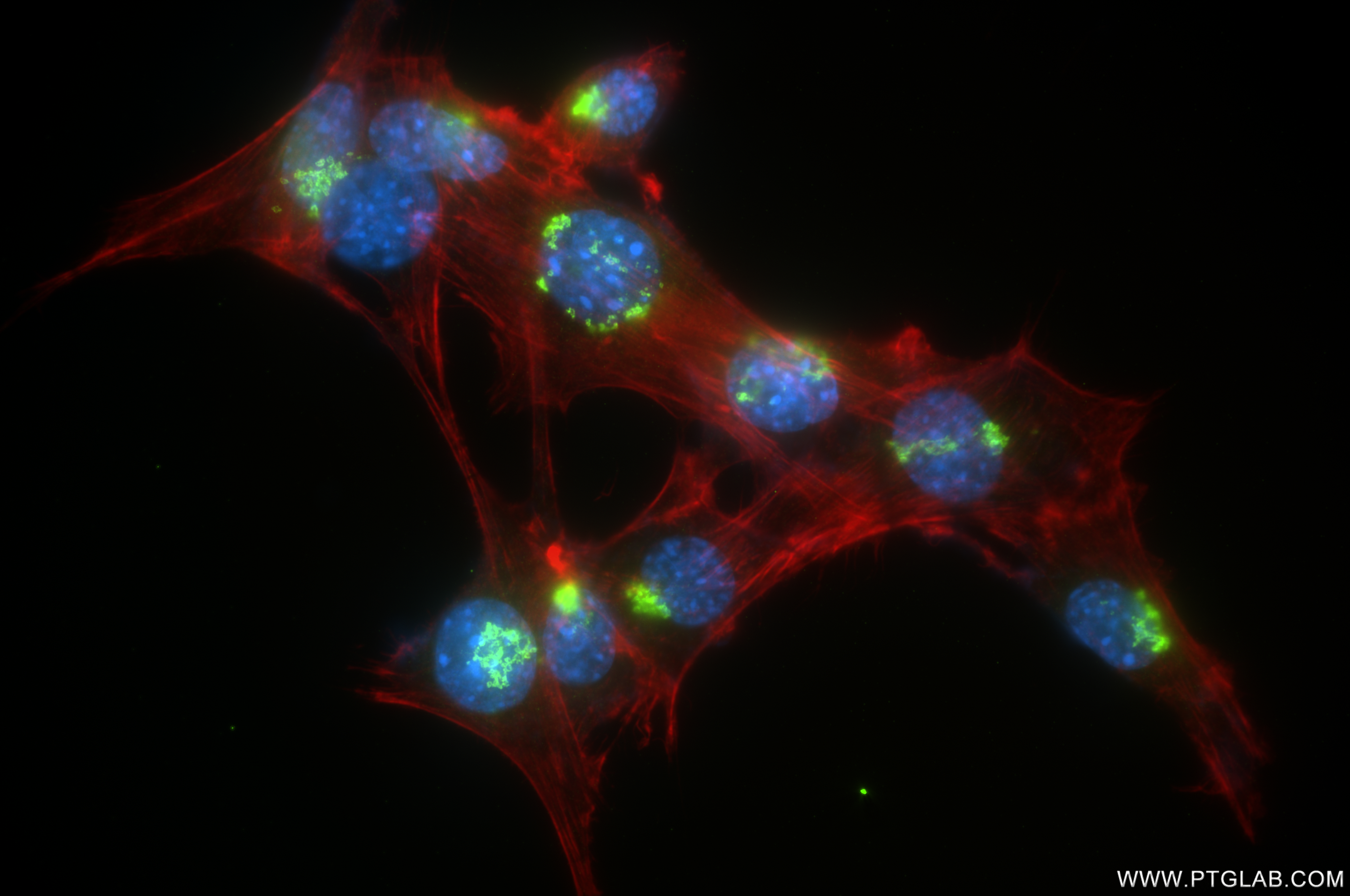 Immunofluorescence (IF) / fluorescent staining of NIH/3T3 cells using GS28 Recombinant antibody (84971-3-RR)