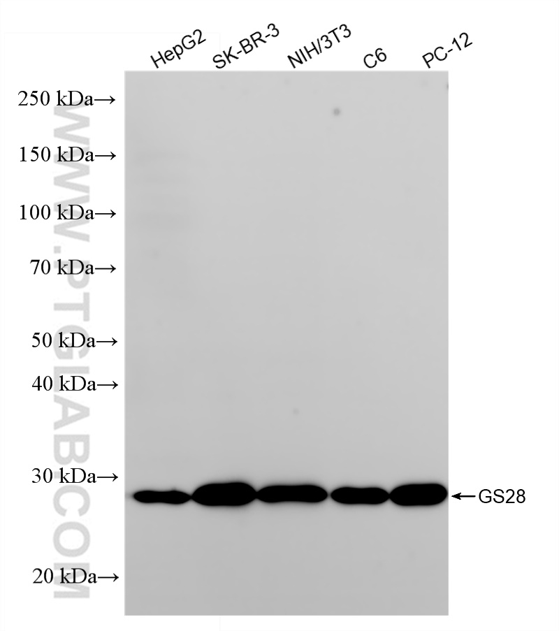 Western Blot (WB) analysis of various lysates using GS28 Recombinant antibody (84971-3-RR)