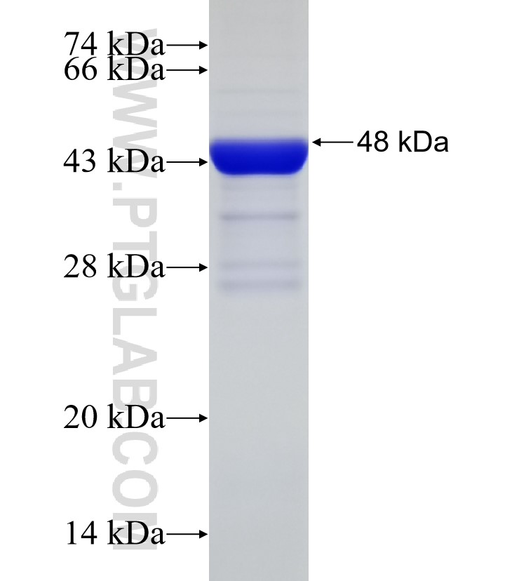 GSDMC fusion protein Ag33319 SDS-PAGE