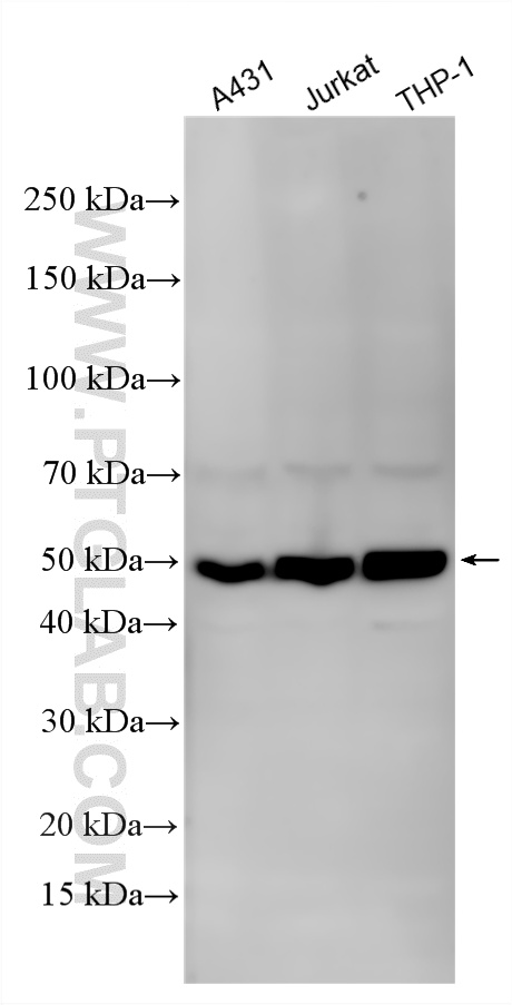 Western Blot (WB) analysis of various lysates using GSDMD Polyclonal antibody (20770-1-AP)