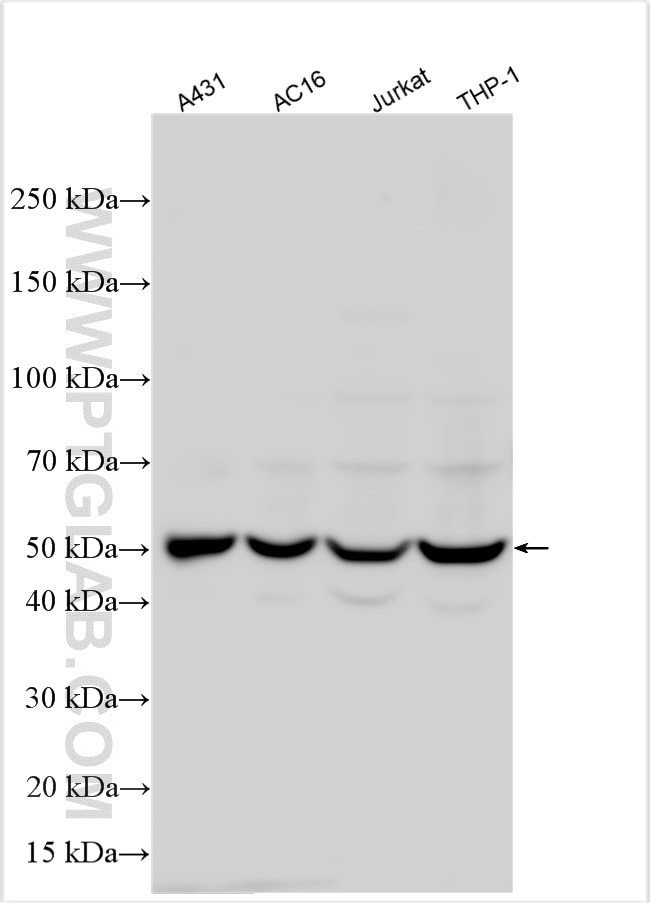 Western Blot (WB) analysis of various lysates using GSDMD Polyclonal antibody (20770-1-AP)