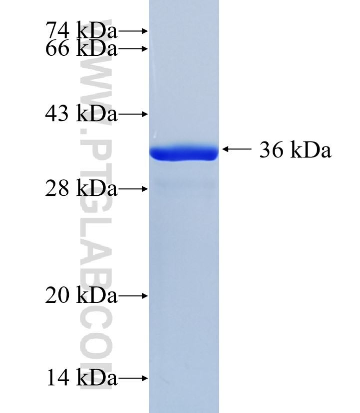 GSDMD fusion protein Ag35204 SDS-PAGE