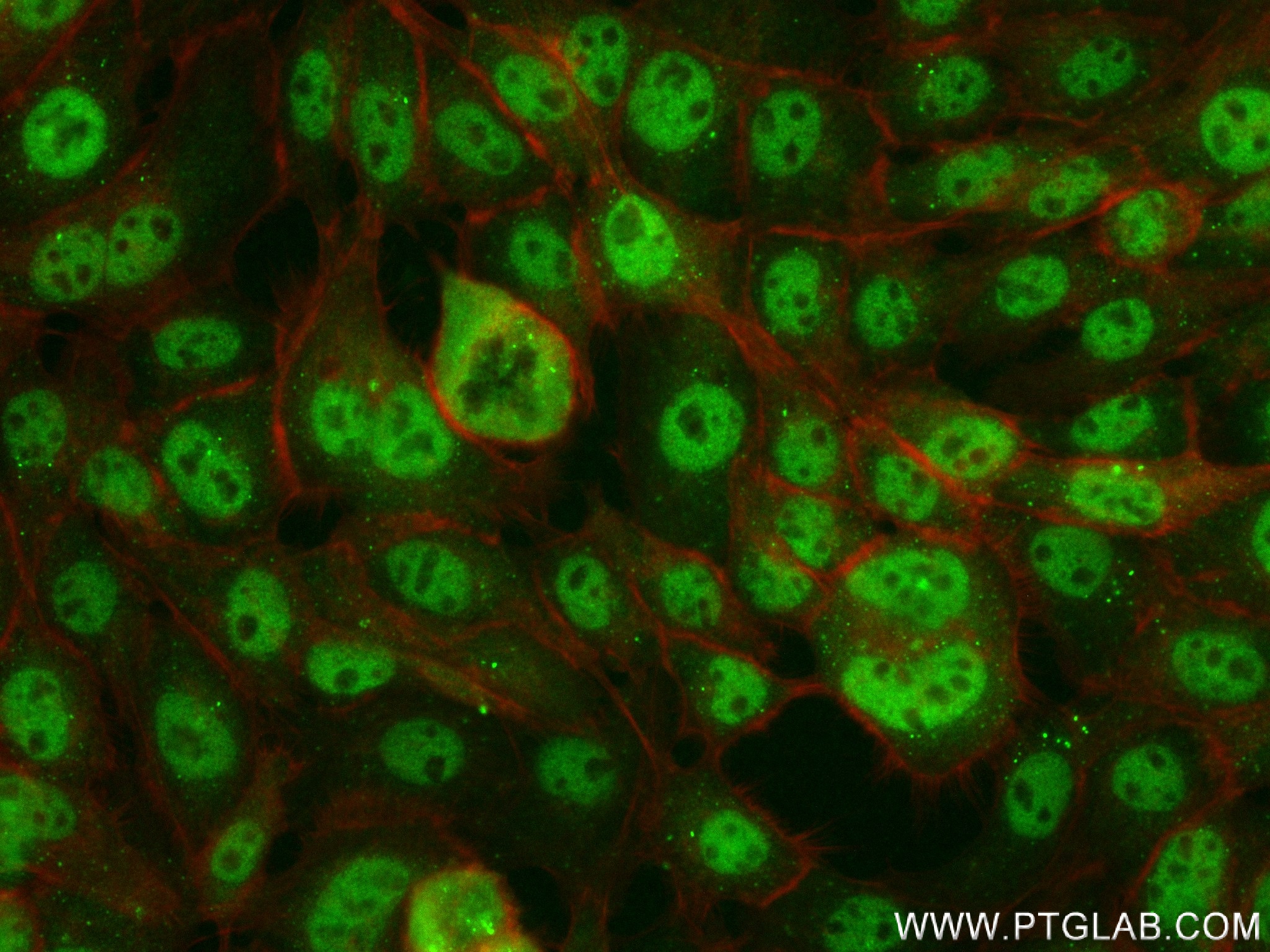 Immunofluorescence (IF) / fluorescent staining of A431 cells using GSG2 Recombinant antibody (84098-1-RR)