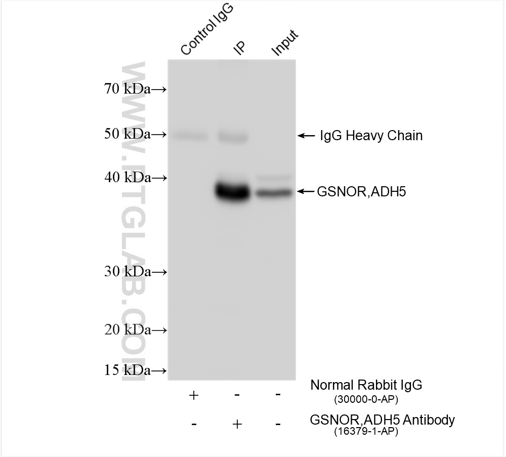 Immunoprecipitation (IP) experiment of mouse liver tissue using GSNOR,ADH5 Polyclonal antibody (16379-1-AP)