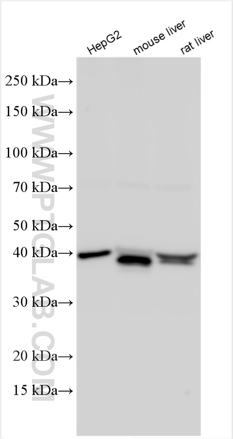 Western Blot (WB) analysis of various lysates using GSNOR,ADH5 Polyclonal antibody (16379-1-AP)