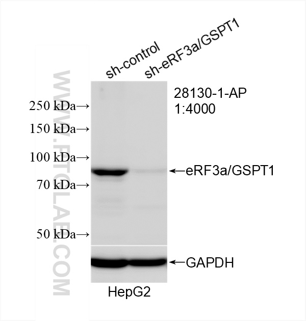 Western Blot (WB) analysis of HepG2 cells using eRF3a/GSPT1 Polyclonal antibody (28130-1-AP)