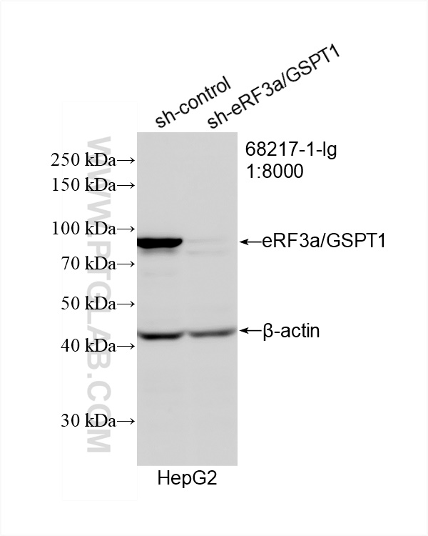 Western Blot (WB) analysis of HepG2 cells using eRF3a/GSPT1 Monoclonal antibody (68217-1-Ig)