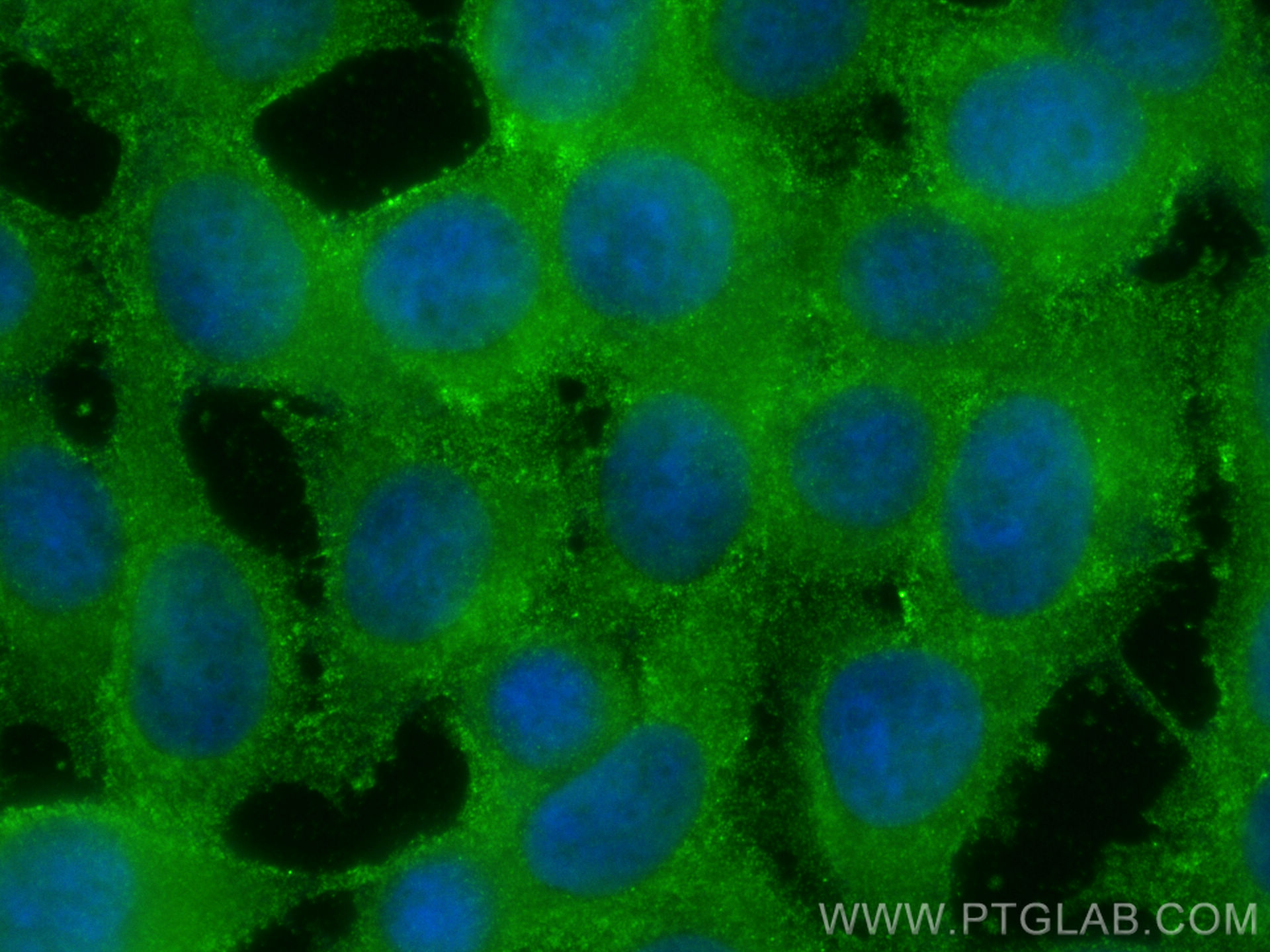 Immunofluorescence (IF) / fluorescent staining of MCF-7 cells using GSTA3 Polyclonal antibody (16703-1-AP)