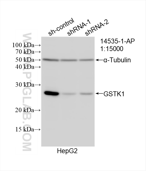 Western Blot (WB) analysis of HepG2 cells using GSTK1 Polyclonal antibody (14535-1-AP)