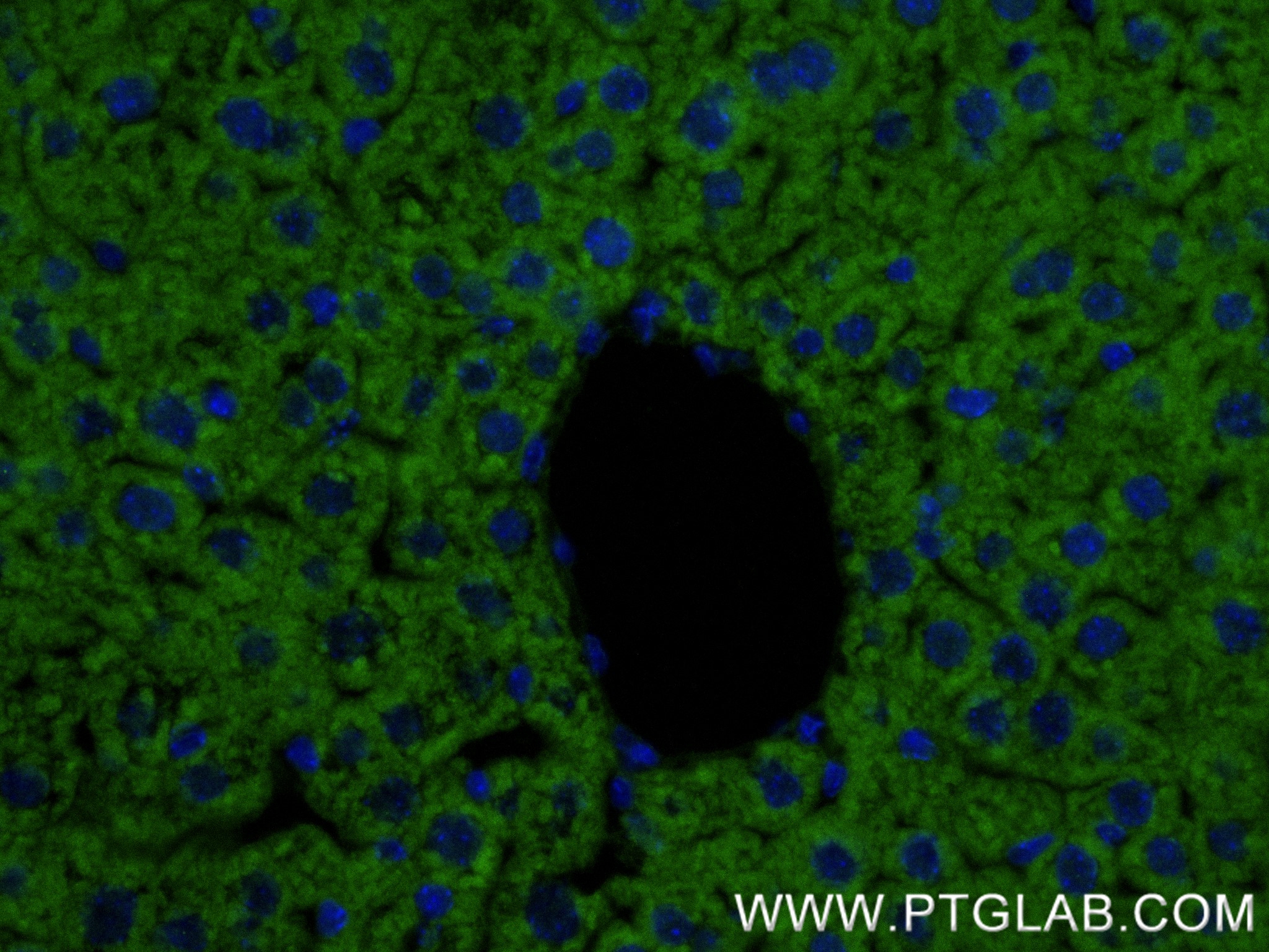 Immunofluorescence (IF) / fluorescent staining of mouse liver tissue using GSTK1 Recombinant antibody (81527-1-RR)